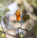 [55876] La Hacienda - Tree Top Robins Wall Art - Large Image 